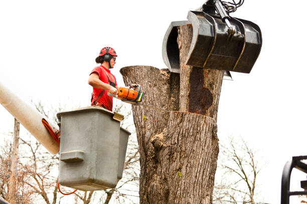 Williston, ND Tree Care Company